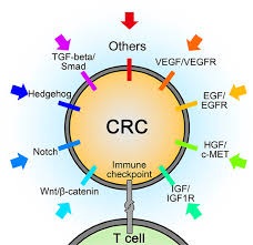 Targeted therapy for colorectal cancer