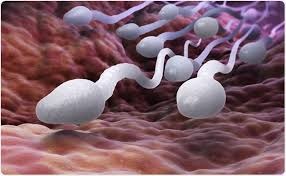 Sperm Quality Issues